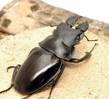 odontorabislatipenis1.jpg